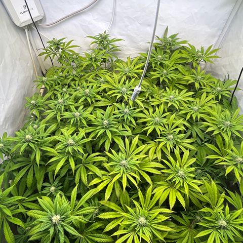 MEAT GRINDER #1 growlog photo: Befor trimming leaves