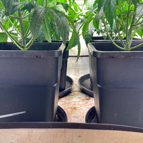 DNA Cake #3 growlog photo: Cleaned up plants