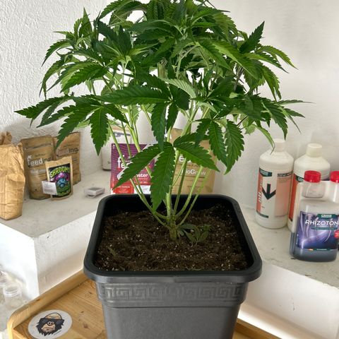 DNA Cake #1 growlog photo: Re-potted and lollipopped