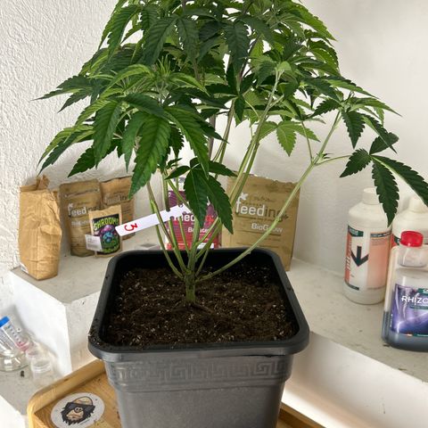 DNA Cake #3 growlog photo: Re-potted and lollipopped