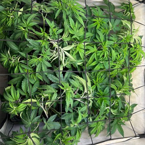 DNA Cake #3 growlog timeline photo