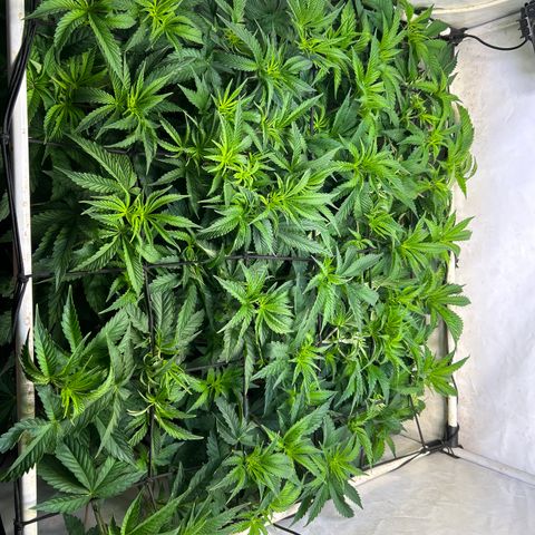 DNA Cake #3 growlog timeline photo