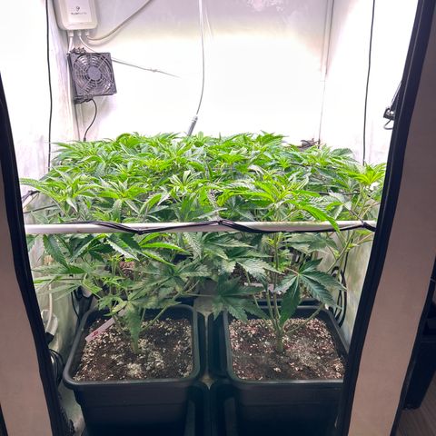 DNA Cake #3 growlog timeline photo