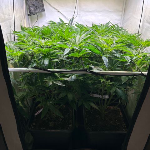 DNA Cake #3 growlog timeline photo