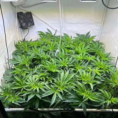 DNA Cake #3 growlog timeline photo