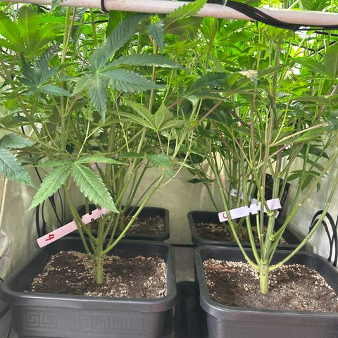 DNA Cake #3 growlog photo: Before lollipopping