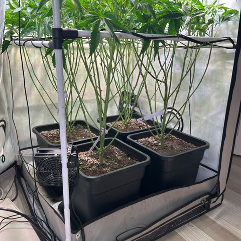 DNA Cake #3 growlog photo: After lollipopping and re-organizing my scrog