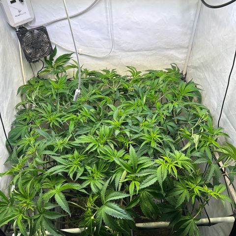 DNA Cake #3 growlog photo: After lollipopping and re-organizing my scrog