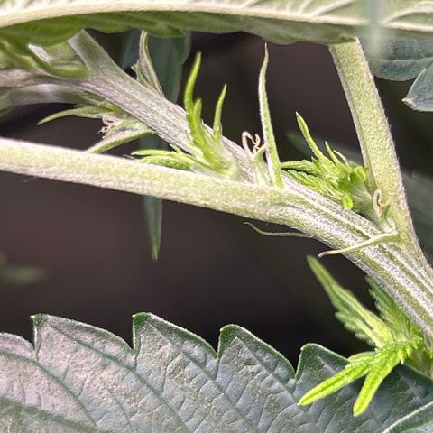 DNA Cake #3 growlog photo: Pistils starting to show on every plant, started about 2 days ago