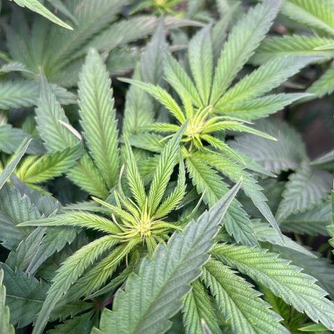 DNA Cake #3 growlog timeline photo