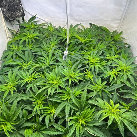 DNA Cake #3 growlog timeline photo