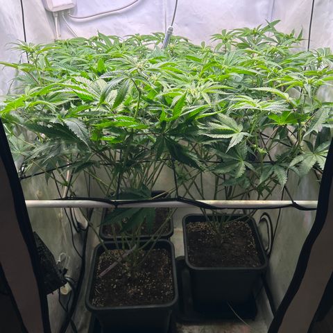 DNA Cake #3 growlog timeline photo