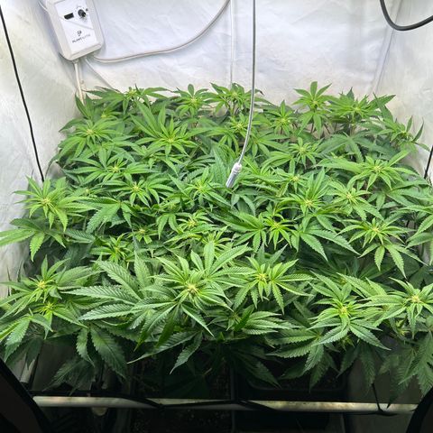 DNA Cake #3 growlog timeline photo