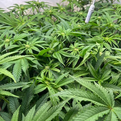DNA Cake #3 growlog timeline photo