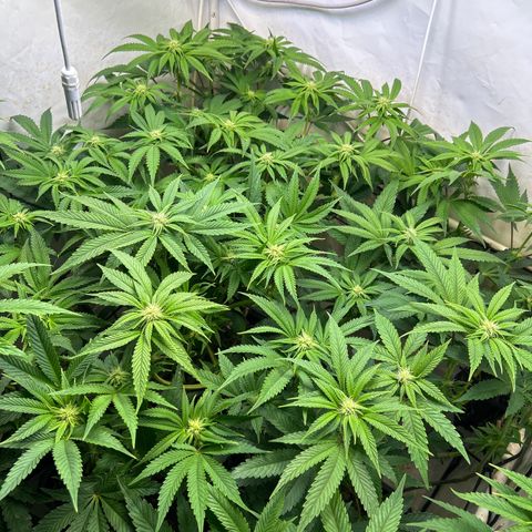 DNA Cake #3 growlog photo: Trimmed plants