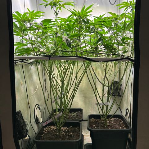 DNA Cake #3 growlog photo: Trimmed plants