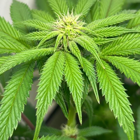 DNA Cake #1 growlog timeline photo