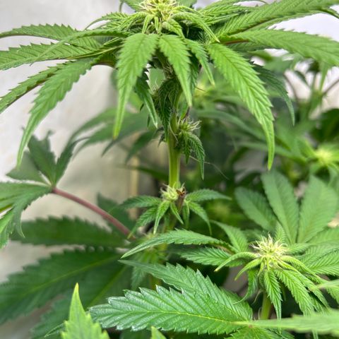 DNA Cake #1 growlog timeline photo