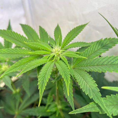 DNA Cake #3 growlog timeline photo