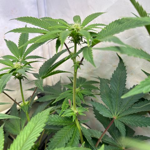 DNA Cake #3 growlog timeline photo