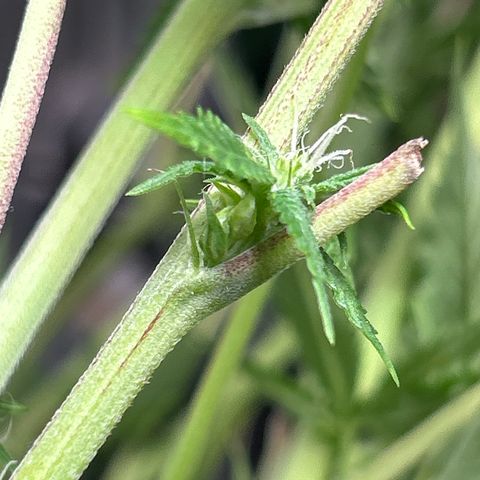 DNA Cake #3 growlog photo: Herming plant #4