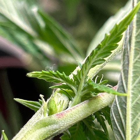 DNA Cake #3 growlog photo: Herming plant #4