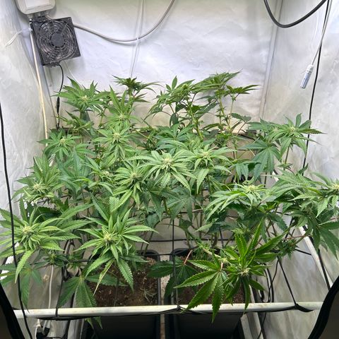 DNA Cake #3 growlog photo: Re-organized canope