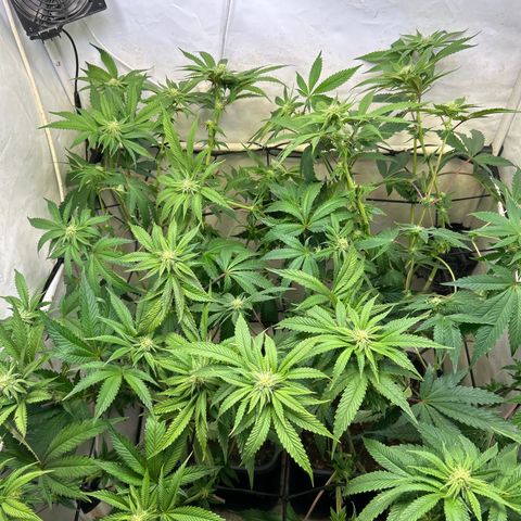 DNA Cake #3 growlog photo: Re-organized canope