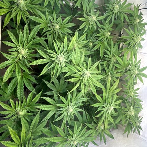 DNA Cake #3 growlog timeline photo
