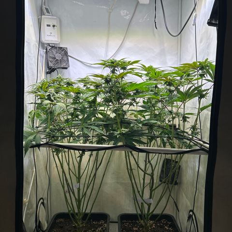 DNA Cake #3 growlog timeline photo