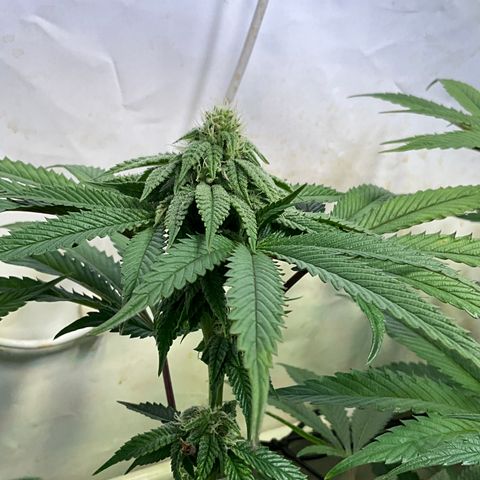 DNA Cake #1 growlog timeline photo