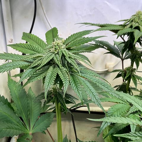 DNA Cake #1 growlog timeline photo