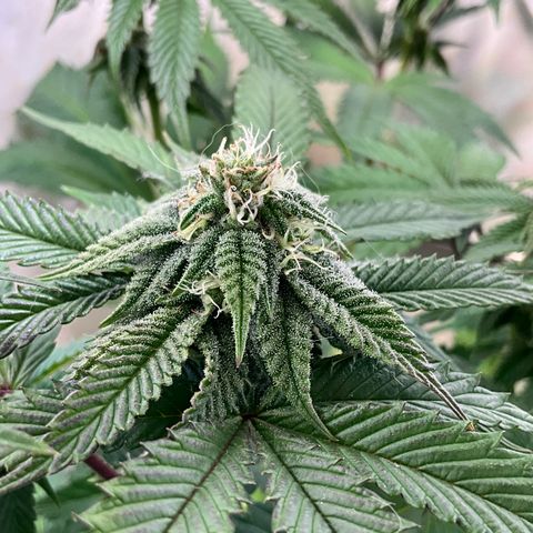 DNA Cake #1 growlog timeline photo
