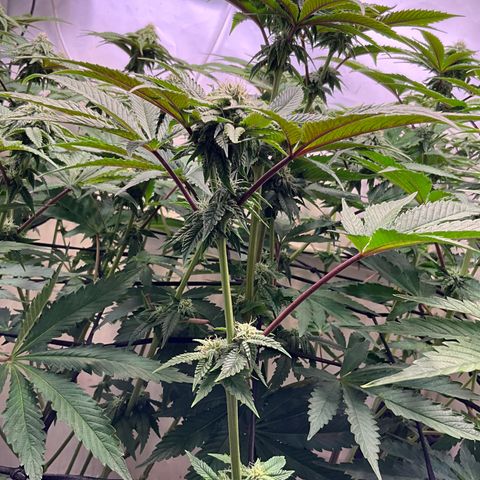 DNA Cake #3 growlog timeline photo