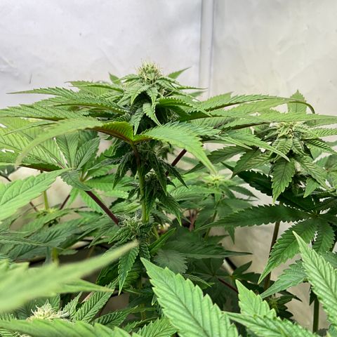 DNA Cake #3 growlog timeline photo