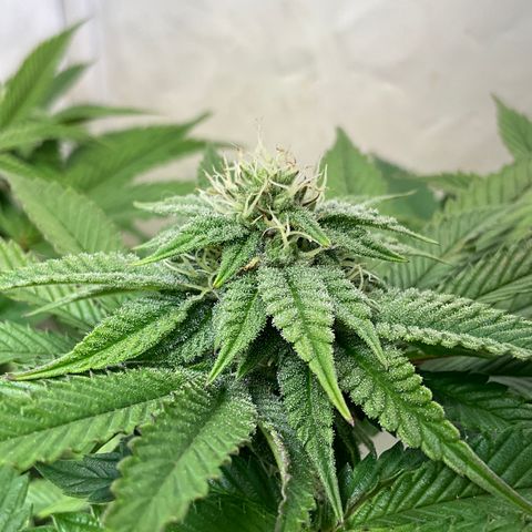 DNA Cake #3 growlog timeline photo