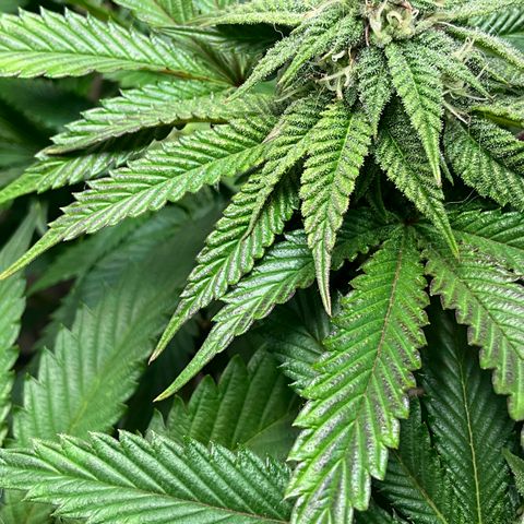 DNA Cake #1 growlog photo: Starting tosee some purple