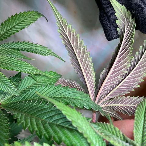 DNA Cake #1 growlog timeline photo