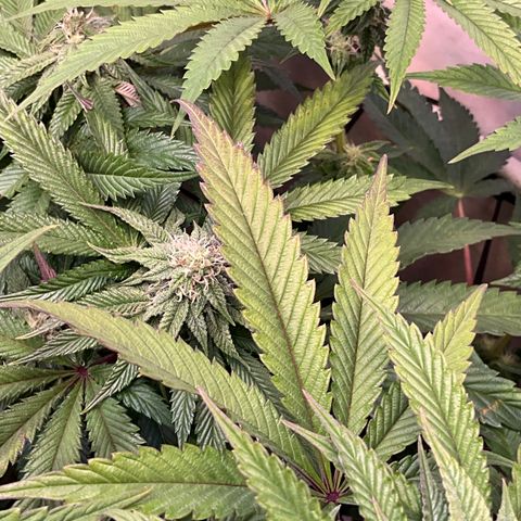 DNA Cake #3 growlog photo: Starting to get some purple colors
