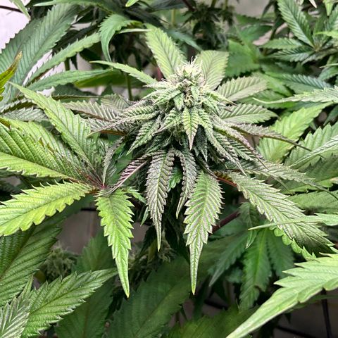 DNA Cake #1 growlog timeline photo