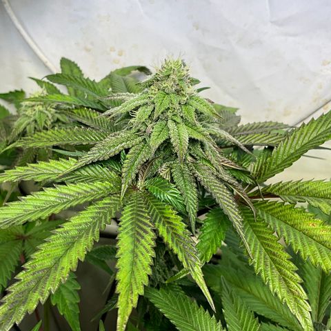 DNA Cake #1 growlog timeline photo
