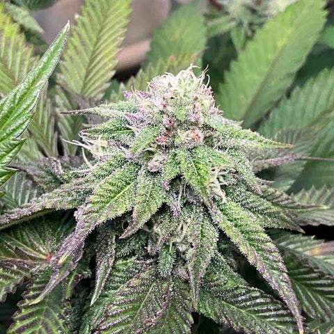 DNA Cake #1 growlog timeline photo