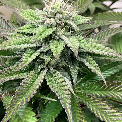 DNA Cake #3 growlog timeline photo