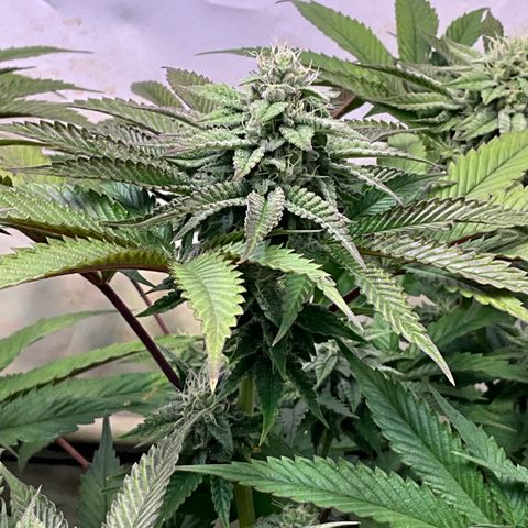 DNA Cake #3 growlog timeline photo