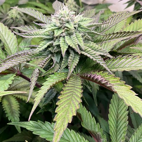 DNA Cake #3 growlog timeline photo