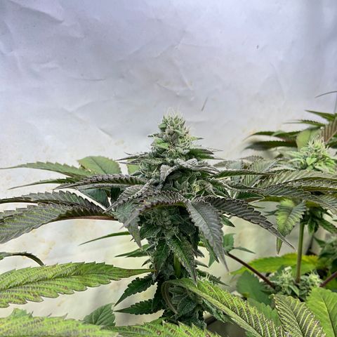 DNA Cake #3 growlog timeline photo