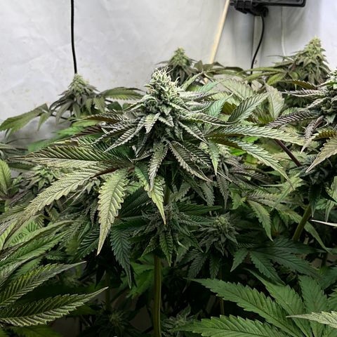 DNA Cake #3 growlog timeline photo