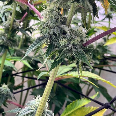DNA Cake #1 growlog timeline photo