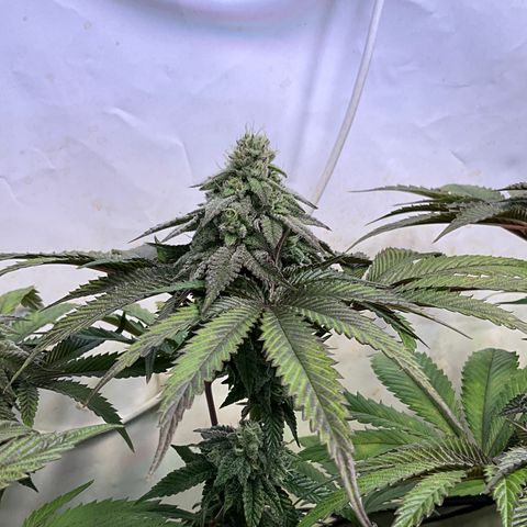 DNA Cake #1 growlog timeline photo