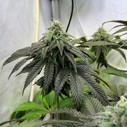 DNA Cake #1 growlog timeline photo